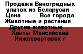 Продажа Виноградных улиток из Беларусии › Цена ­ 250 - Все города Животные и растения » Другие животные   . Ханты-Мансийский,Нижневартовск г.